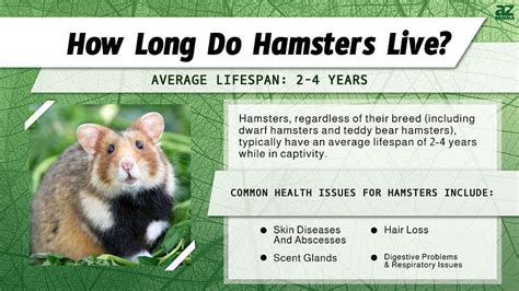 how long can a teddy bear hamster live|what hamster lives the longest.